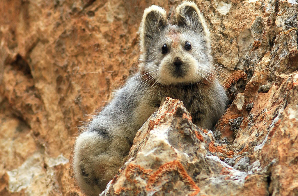 Ili Pika, mammifère rare et espèce en danger