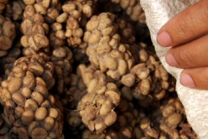 Les excréments du Luwak plein de graines de café