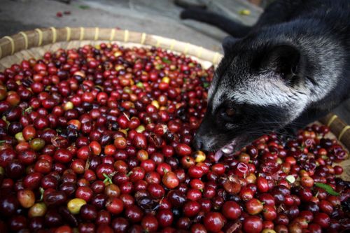 Kopi luwak, un café rare, cher et prédigéré !