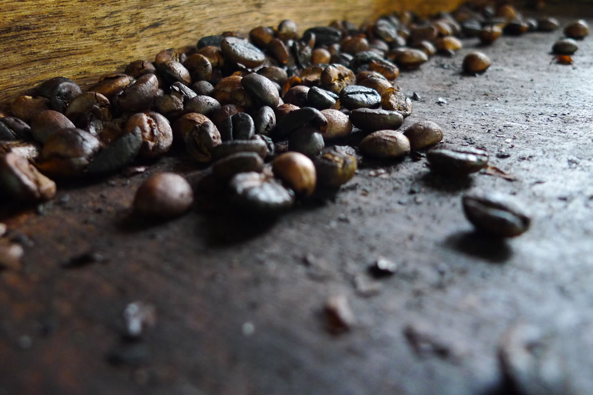 Kopi Luwak, le café rare et spécial Le café Kopi Luwak, issu de la digestion de la civette Luwak