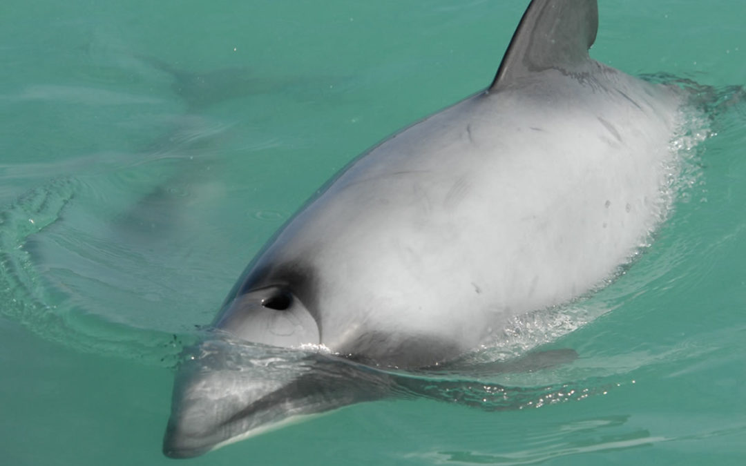 Dauphin d’Hector, le flipper en danger