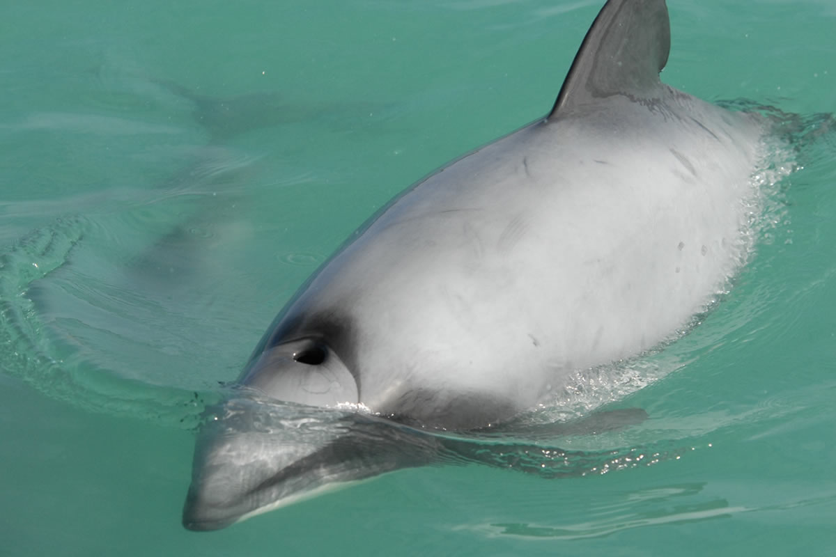 Dauphin d’Hector, le flipper en danger