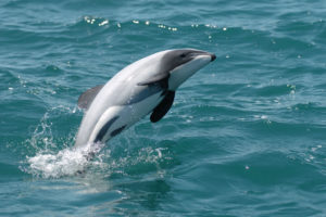 Un dauphin d'Hector en plein saut