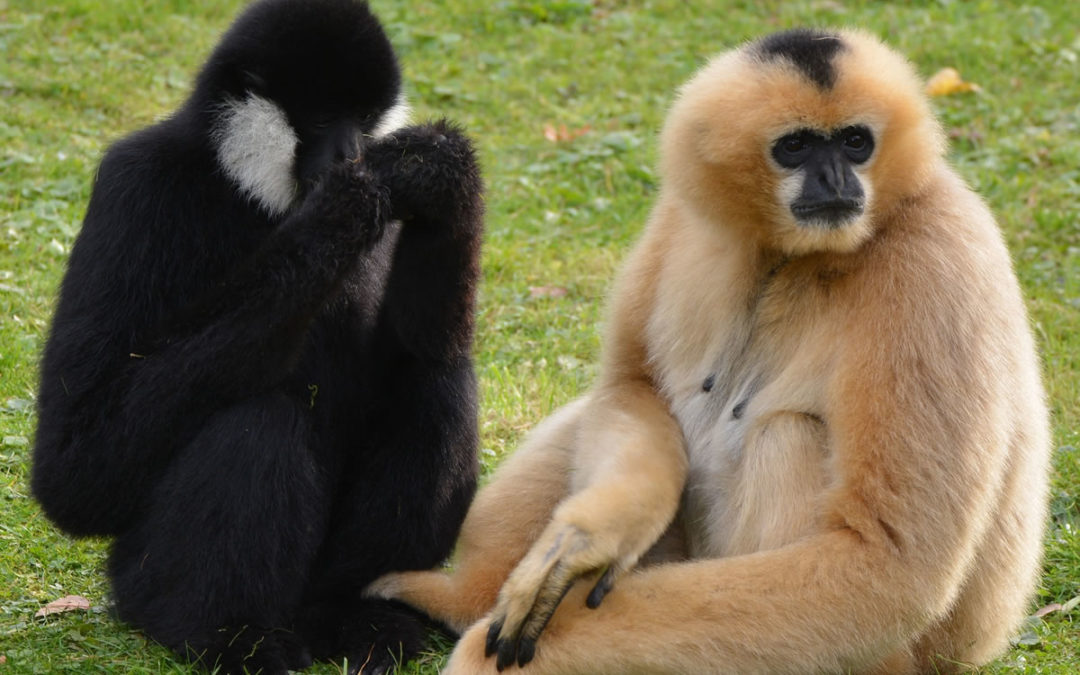 Le Gibbon à crête noire, disparu, réapparu !