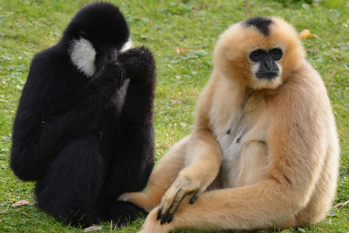 Le Gibbon à crête noire, disparu, réapparu !