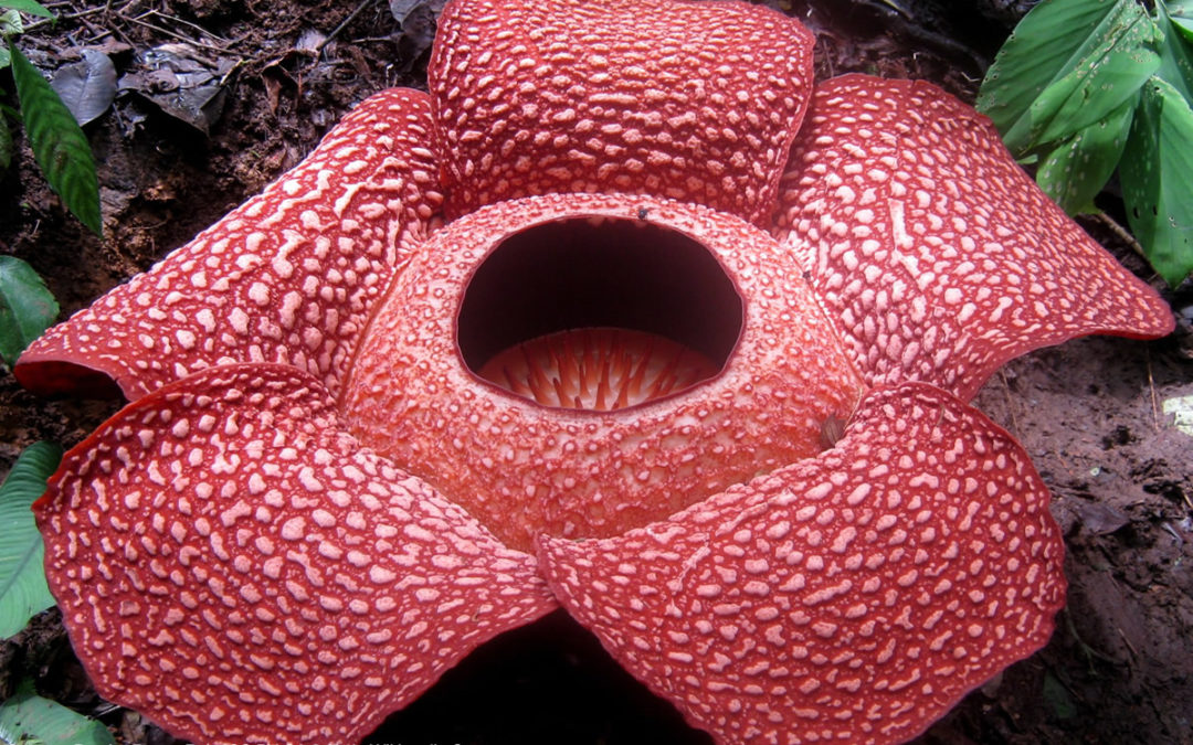 Rafflesia arnoldii, une fleur rare, énorme et malodorante