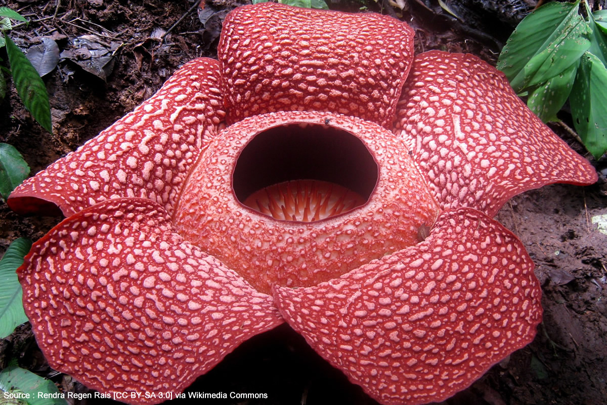 Rafflesia arnoldii, une fleur rare, énorme et malodorante