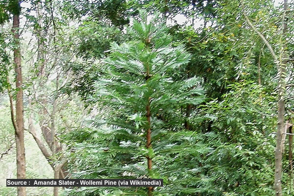 L&rsquo;arbre le plus rare du monde : le pin Wollemi